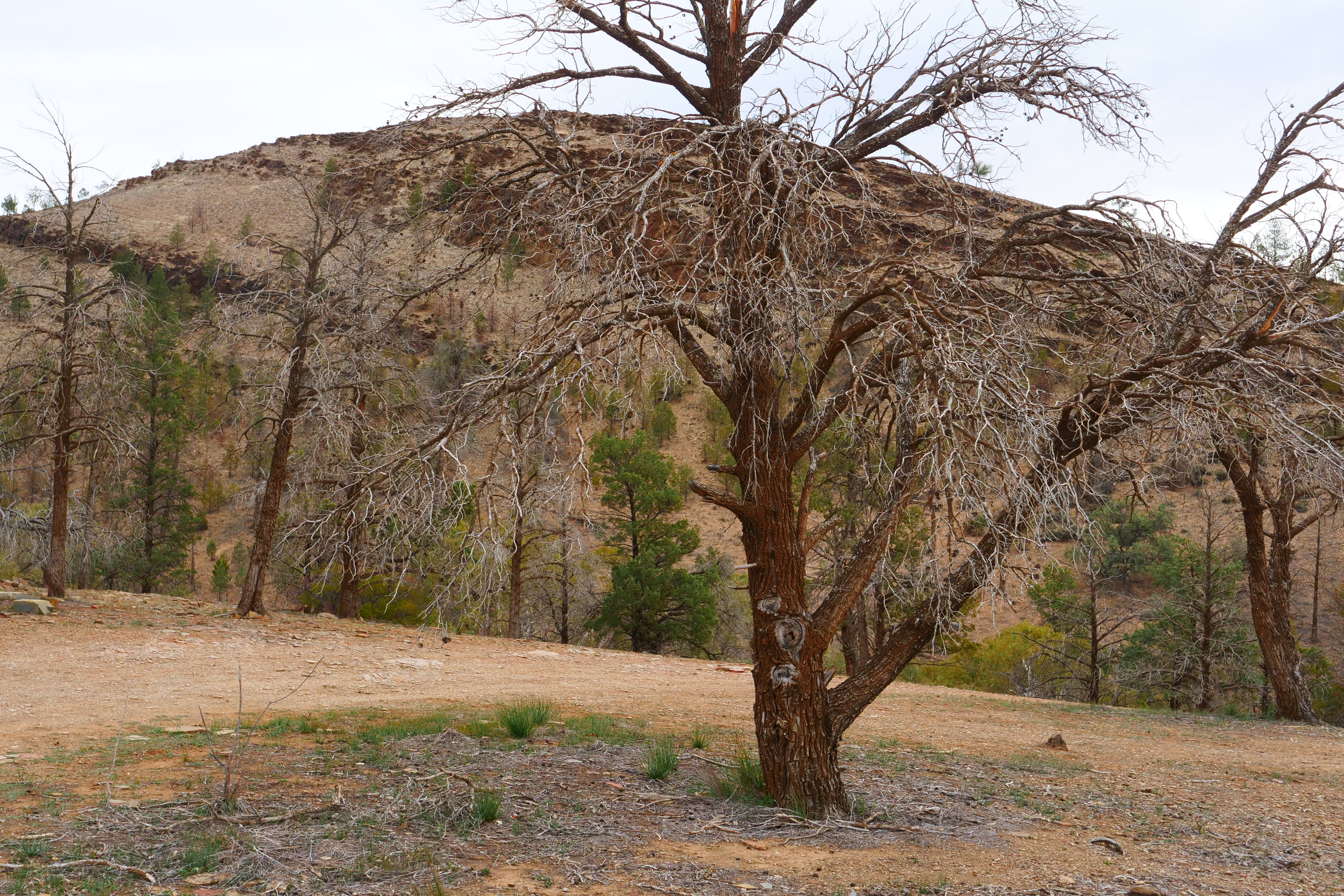 7. Landscape,  still from Road to Oratunga - kai easton - Oratunga Winter School, South Australia, 2019.JPG